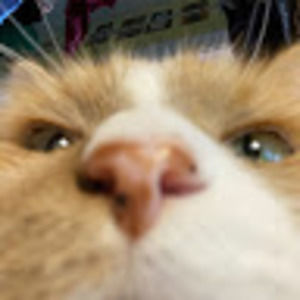 Meet your Posher, Amelie